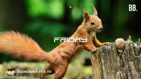 4K Friday Summer Forest Screensaver with Nature Sounds | for 4K TV, 4K ...