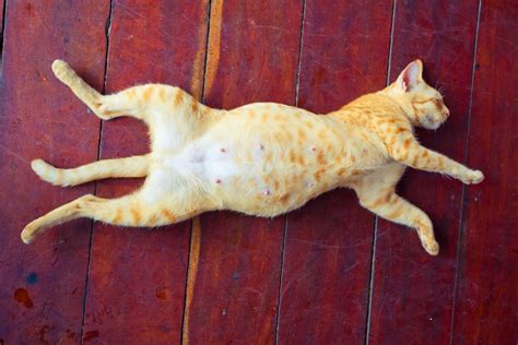 Dear Doctor: Nipples on Male Cats? - Tufts Catnip