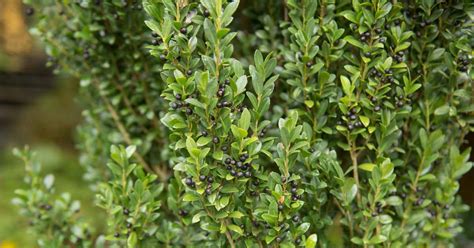 Japanese Holly Hedge Ilex Crenata Convexa | ubicaciondepersonas.cdmx.gob.mx