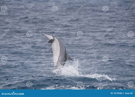 Pacific Spinner Dolphin Jumping Stock Photo - Image of horizontal, ecotourism: 7672940