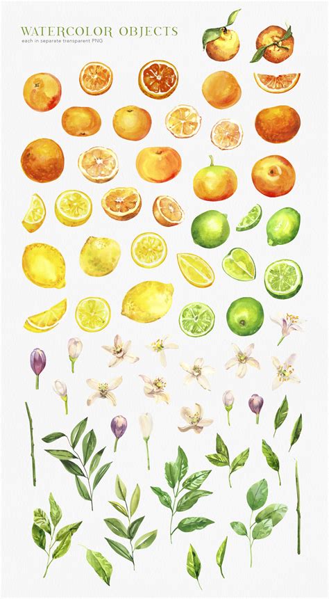 Citrusy Fruits watercolor collection | Creative Market