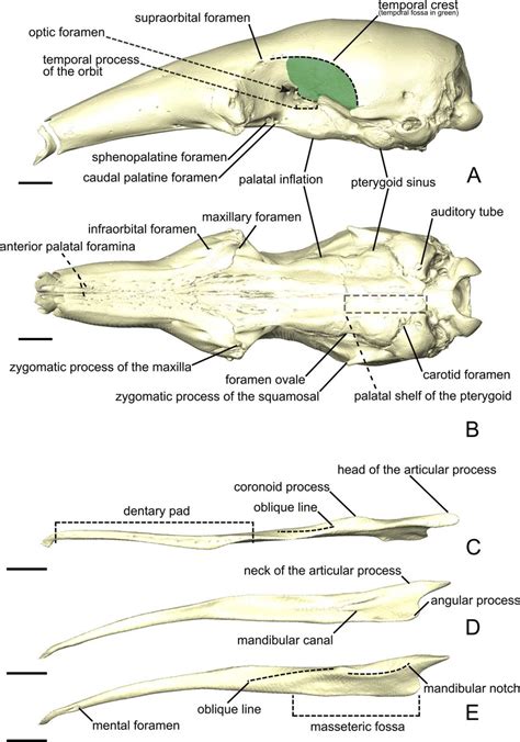 The skull (A, B) and mandible (C-E) of Tamandua tetradactyla shown in... | Download Scientific ...