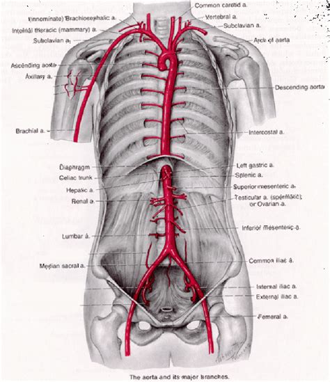 aorta aortic artery aneurysm anatomy location - Austin Vascular Surgeons | Vascular & Vein ...