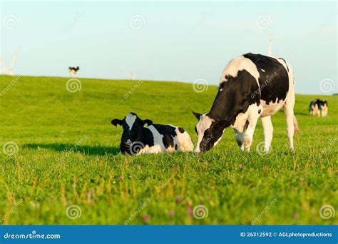 Vacas De Holstein Que Pastan Fotografía de archivo - Imagen: 26312592