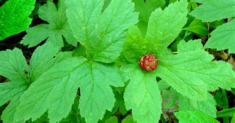 How to Plant and Grow Goldenseal | Gardener’s Path