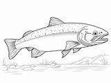 Trout Coloring Pages Top 60 Free Printable Designs sketch template