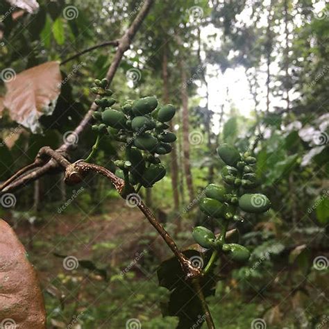 Natural plants stock image. Image of height, leaves - 265221991