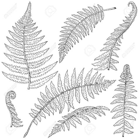 Fern Botanical Drawing at GetDrawings | Free download