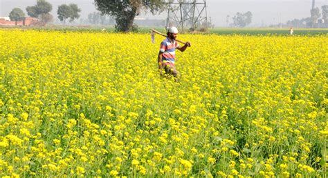 Mustard fields bloom in Punjab