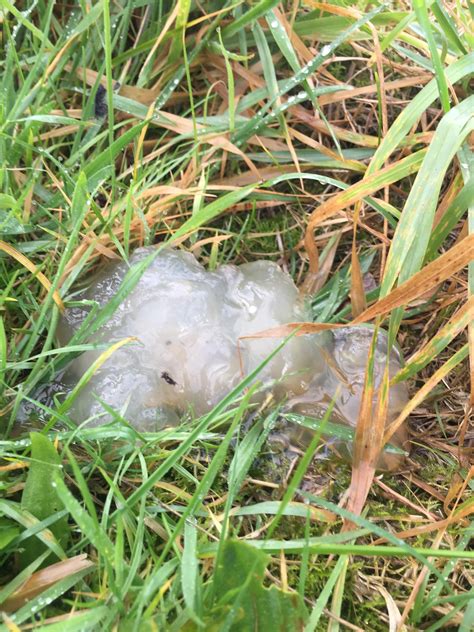 Gelatinous blob in my back garden. Roughly 7 inches across, no idea how it got there or where it ...