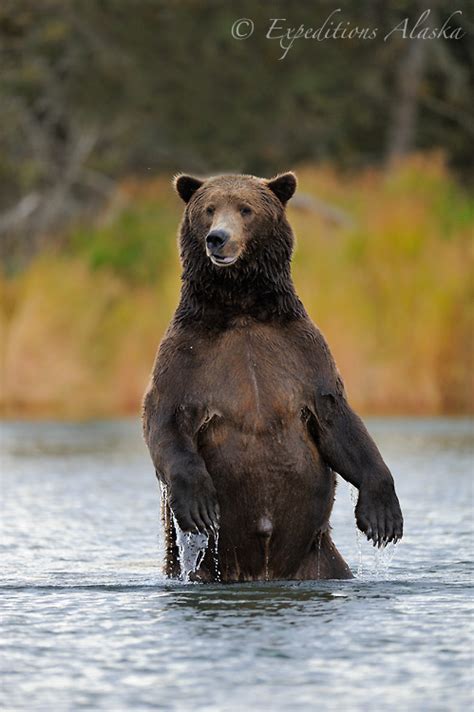 Male Brown bear boar, Katmai National Park, Alaska