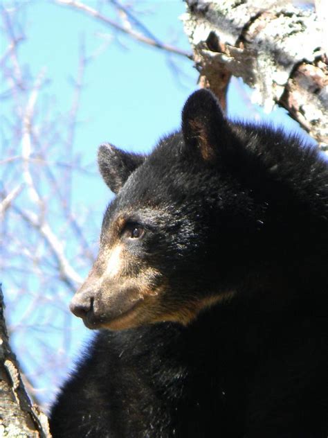 Black Bear Cub Photograph by Jean Goodwin Brooks - Pixels