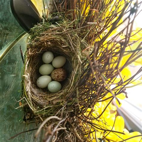 Purple Finch Eggs