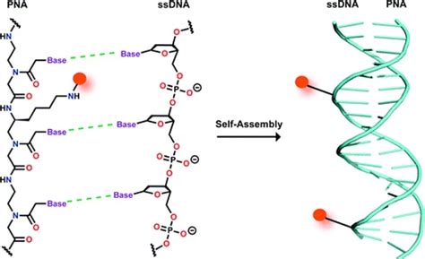 Peptide Nucleic Acids at best price in Ahmedabad by Bodal Chemicals ...