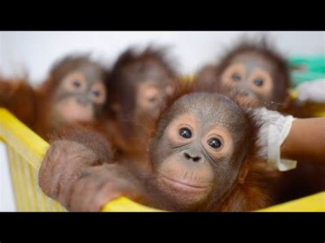 Baby Orangutan Bedtime at the BOS Nyaru Menteng Baby House - YouTube