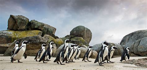 African Penguins Get a Little Help from Pretend Friends | Hakai Magazine