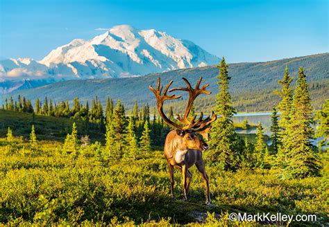 Caribou, Denali National Park, Alaska #3097 | Mark Kelley