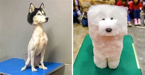 15+ Times Pet Haircuts Went So Wrong, It’s Hilarious