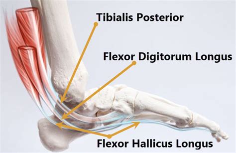 Medial Ankle Muscles