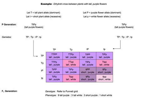 10.2 Dihybrid Crosses and Gene Linkage | BioNinja