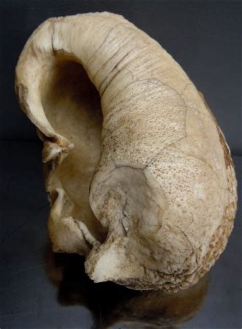 19th Century Whale Ear Bone | bones | Pinterest | Antiques, Bone jewelry and Shells