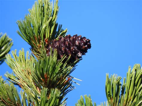 Forest Foragers of Whitebark Pine Seeds - Wenatchee Naturalist