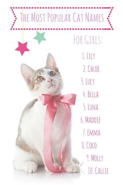 The Most Popular Cat Names In America | Cat names, Its a girl and The o'jays