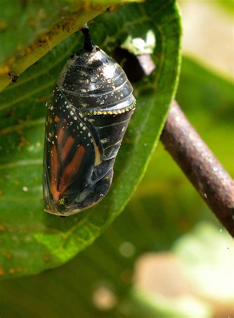 Red and the Peanut: Monarch butterfly—from chrysalis to flight...