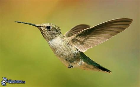 Hummingbird