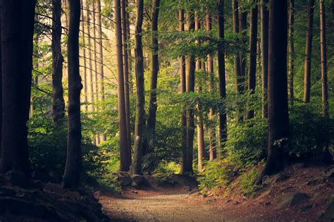 The Northern Forest: 50 Million Trees are to be planted across the whole North of England ...