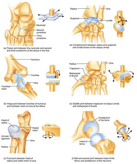 The Skeletal System - Mr. Smit: Life Sciences For SHS