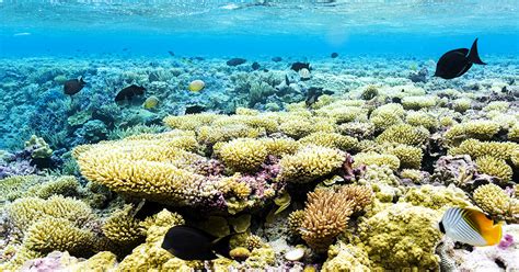 Island Conservation Science has Spoken: Coral Reefs Thrive by Rat-free ...