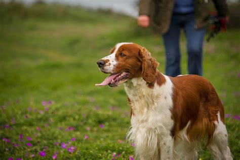 Welsh Springer Spaniel - A-Z Animals