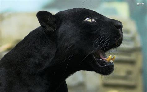 Image - Black-panther-26882-1920x1200.jpg | Animal Jam Clans Wiki ...