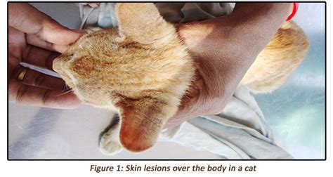 Notoedric Mange Associated With Malassezia in Cats