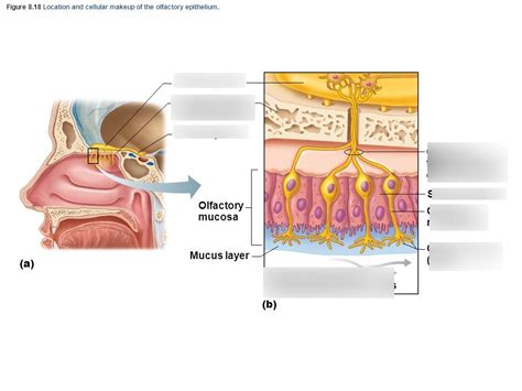 location and cellular makeup of the olfactory epithelium Diagram | Quizlet