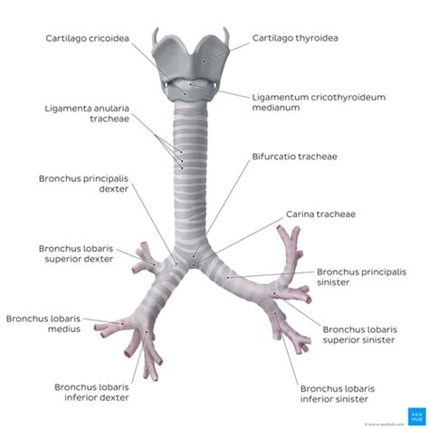 Trachea Flashcards | Quizlet