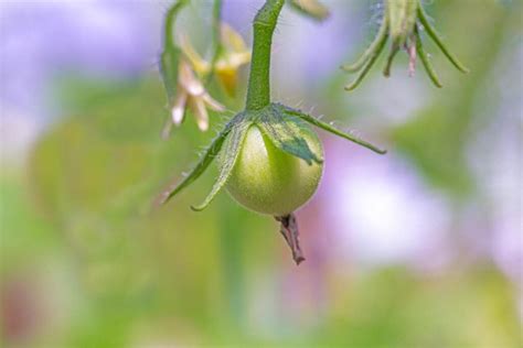 The 18 Best Indeterminate Tomato Varieties - Minneopa Orchards