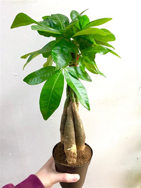 Money Tree Live Plant Potted Lucky Plant Money Plant | Etsy