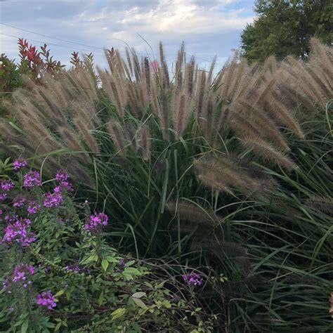 Pennisetum Red Head - Buy Fountain Grass Perennials Online