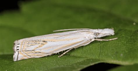 How To Get Rid Of Sod Webworms - Lawn Phix