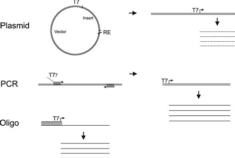 Template For Transcription