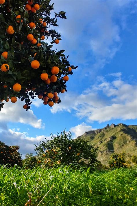 Images Gratuites : arbre fruitier, ciel, agrumes, Mandarine orange, plante, fruit, feuille ...