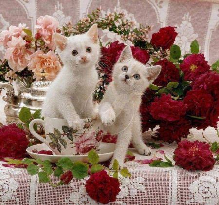 Cats And Roses | Cool & Stylish Cats | Pinterest | Cat