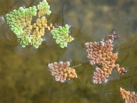 Azolla and Anabaena - Syn Biosis