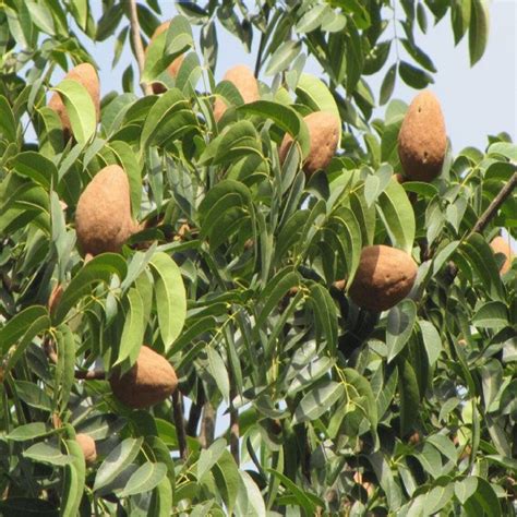 Love Nature IN Honduran Mahogany Tree Seeds Mahogany Tree | Etsy