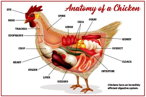 How Chickens Lay Eggs In 4 Simple Steps | Chicken anatomy, Chickens ...