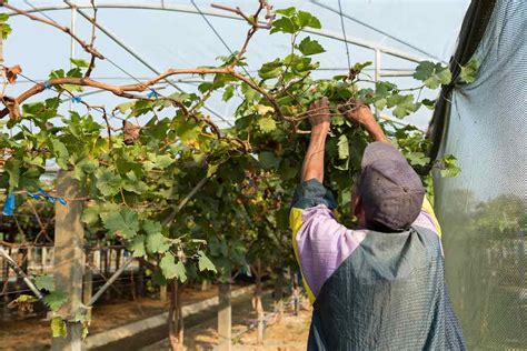 How To Trim Grape Vine Plant