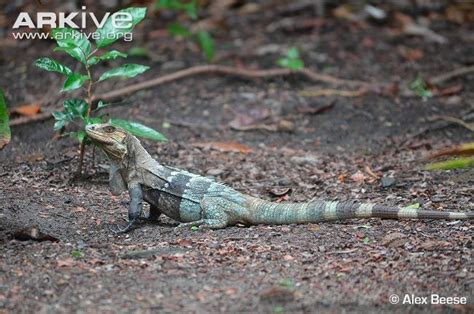 Ctenosaura - Alchetron, The Free Social Encyclopedia