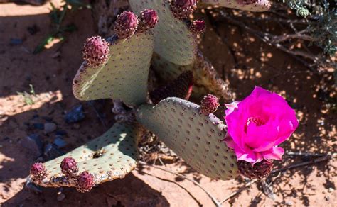 Nevada Cacti Desert Flower Hot Dry Cactus Desert-20 Inch By 30 Inch ...